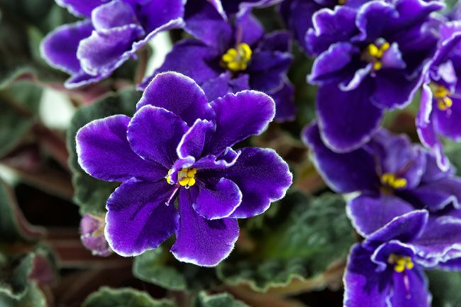 Violetas: Significado, Características y Tipos de Violetas